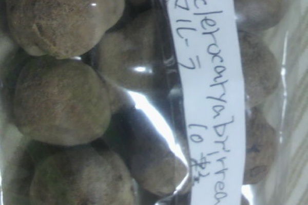 みのちき薬用植物園 10年09月