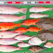 2025年12月13日　釣果