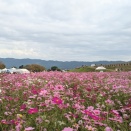 祭り行って🏇行って🌀の前の静けさを楽しむ