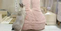 うさぎのルリ(10/13追記)