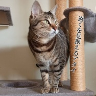 目が開かない。と、２０ルピーつくりました。