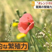 【注意】素手で触ると手が爛れる「ポピーに似たオレンジの花」が全国で拡大中０
