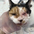 風の動物病院のブログ