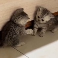 子猫と子猫…初めてのネコパンチ対決