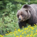 クマに襲われ木の棒で命拾いした男性、開発した「クマ撃退用ポール」に注文殺到
