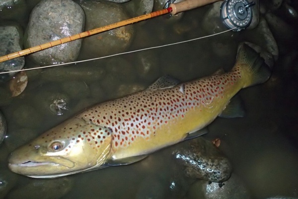 横田ロッド TN244 6f6in ♯3 J.Yokota maker 1030 横田ロッド TN244