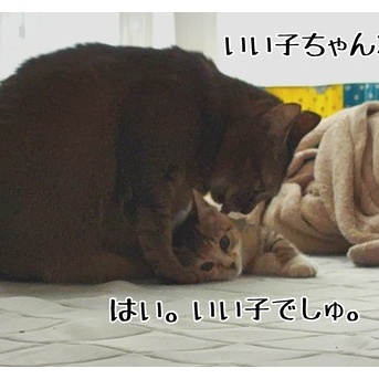 ビッグマザー春乃の流儀