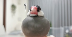 元気なもうすぐ１歳児
