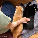 負けてた