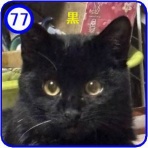 魚沼アニマルサポート・毎日里親募集中