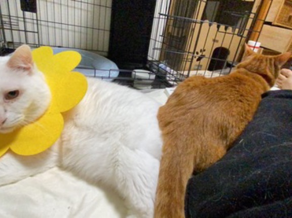 オラのともだちきなこもち　20260215