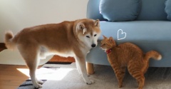 先住犬にパンチする猫！の動画