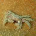 7月9日　ケブカガニ科の1種