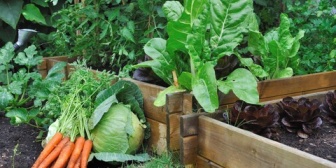 ウトが作った家庭菜園の小松菜を大量にもらった。乳児と幼児がいてこんなもの処理できないよー