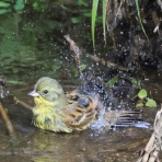 ヒロちゃんの花と鳥日記