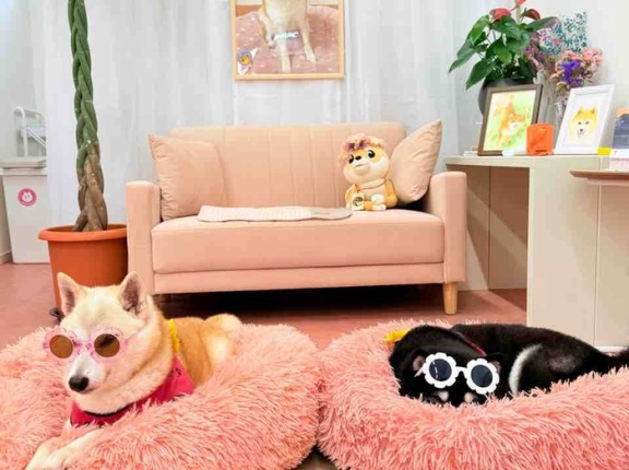 なんとなく、元気がないここちゃんです