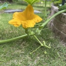 かぼちゃの脇芽整理