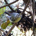 お城と淀川の鳥撮り記