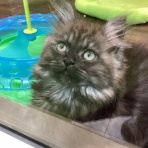 ペットショップワンラブ フレスポ御所野店のスタッフブログ