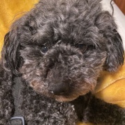 �����꤬����/ �����ޤ���