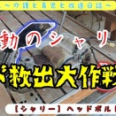 【シャリー】ヘッドボルトを救出せよ！