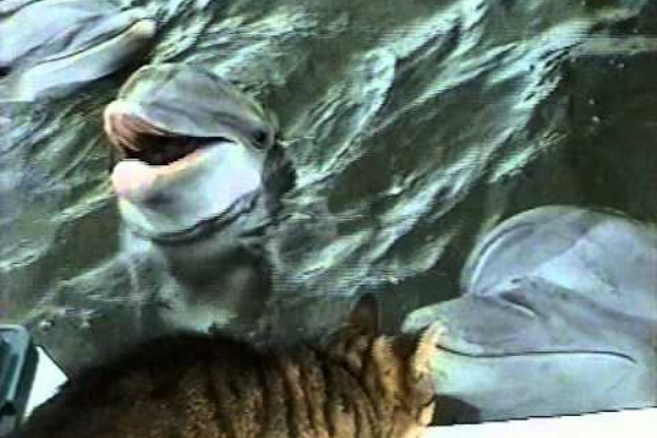 かわいい動物動画まとめ イルカ