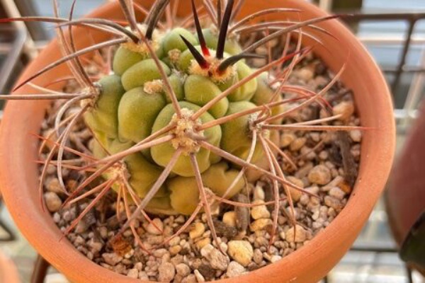 Plante Succulente Et Mousse サボテン