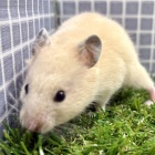 『新しい小動物の紹介です🐹』の画像