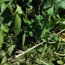 Prelude in G minor, Op.23 No.5（ラフマニノフ）－三浦謙司