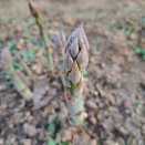 お帰り……アスパラガス