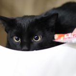 『1月30日（土）～1月31日（日）の営業について』の画像