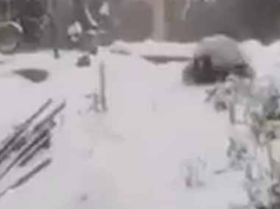 これでも一応、猛獣の仲間です。ヒャッハーごろろん♪→ 雪の斜面で大きな毛玉はこうなります…