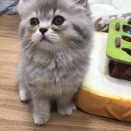 めちゃ可愛いラガマフィン💕