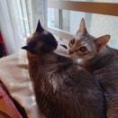 まだまだ猫団子の季節ですにゃ♪