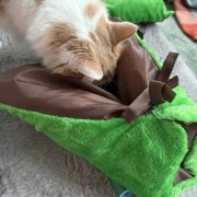 手作り猫ベッドがなかなか完成しない理由