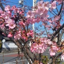 名古屋🌸開花状況2026