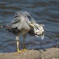 2026年6月13日の野鳥公園