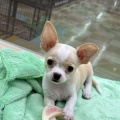 ★子犬紹介★