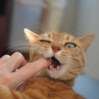 噛んでにゃ〜い！