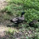 ワイ 通勤中に体調を崩し公園で休憩