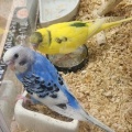 🐥インコちゃん🐥