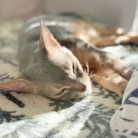 家の中の木陰でゆるっと眠る猫