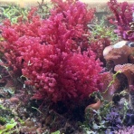 SONOアクアプランツファーム水草･海藻情報局