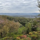 ガーデニングと猫