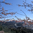 早春の神奈川・東京に河津桜と梅を観に往く 松田町 あぐりパーク嵯峨山苑３