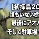 初探鳥で勝負した日｜初鳥アオバト｜まさかの事故現場（栃木県某所）