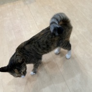 猫紹介☆ベルリ
