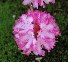 西洋シャクナゲは好きな花のひとつです。