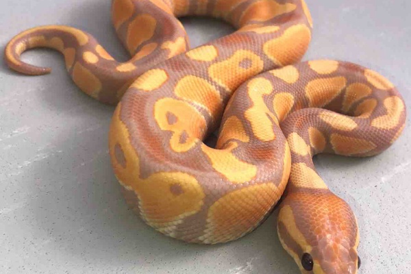 06 Shockwave 18年10月