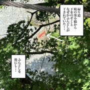 奥多摩で癒されたい【鳩の巣渓谷】③終